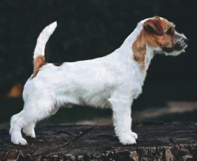 pedigree-jack-russell-terrier