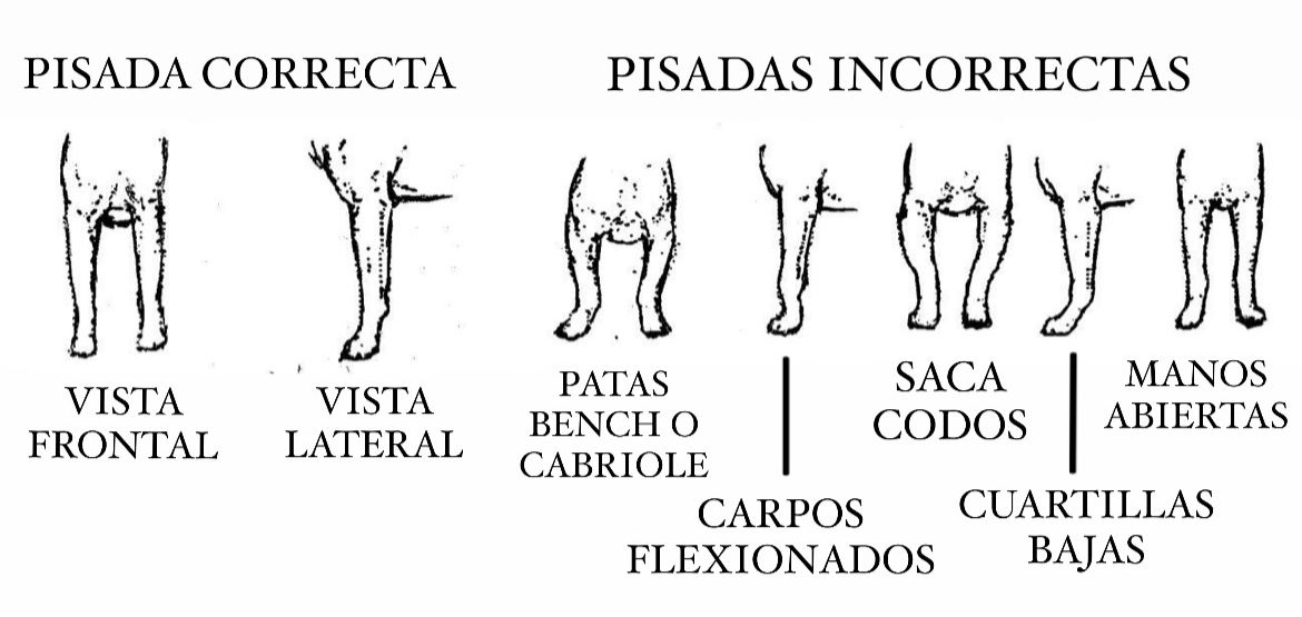 patas-jack-russell-terrier