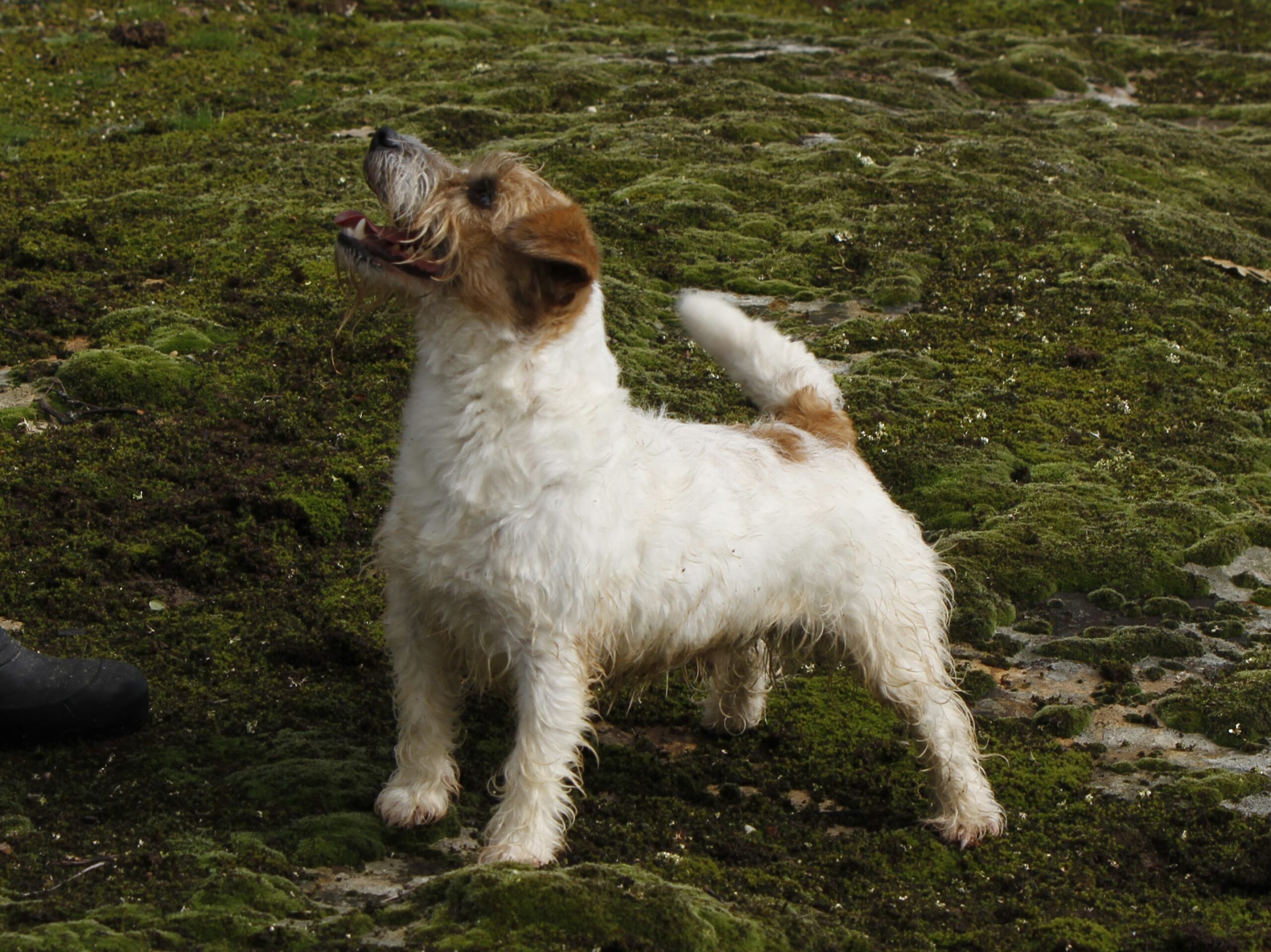 estándar oficial jack russell terrier