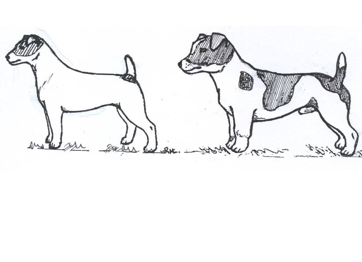 apariencia-jack-russell-terrier