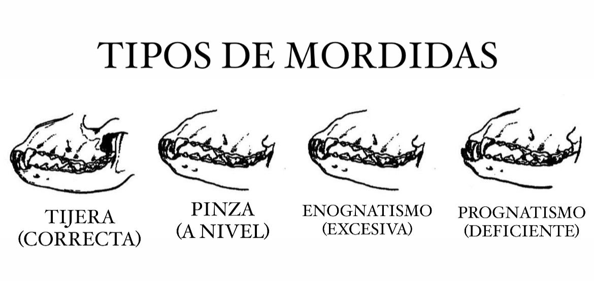 mordida-jack-russell-terrier