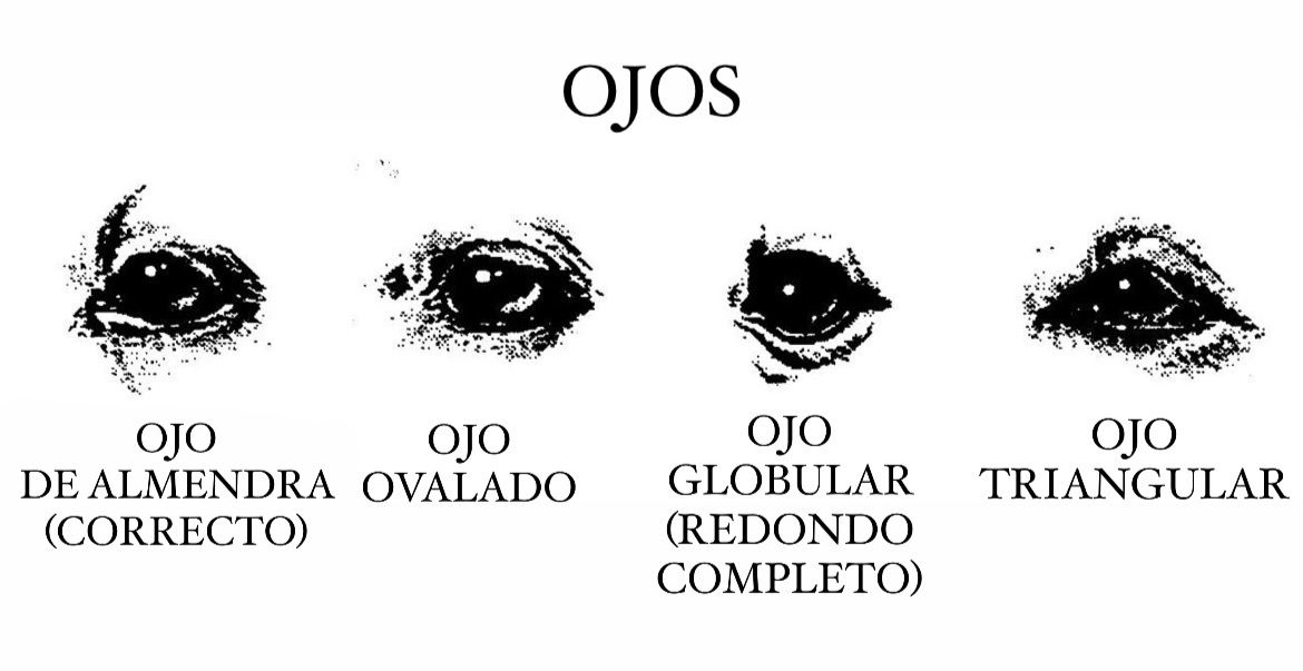 ojos-jack-russell