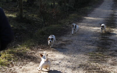 Mi perro huye cuando voy a ponerle la correa