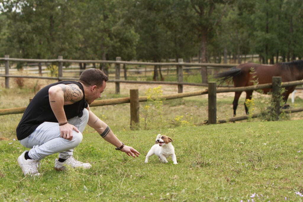 cachorro muerde jack russell
