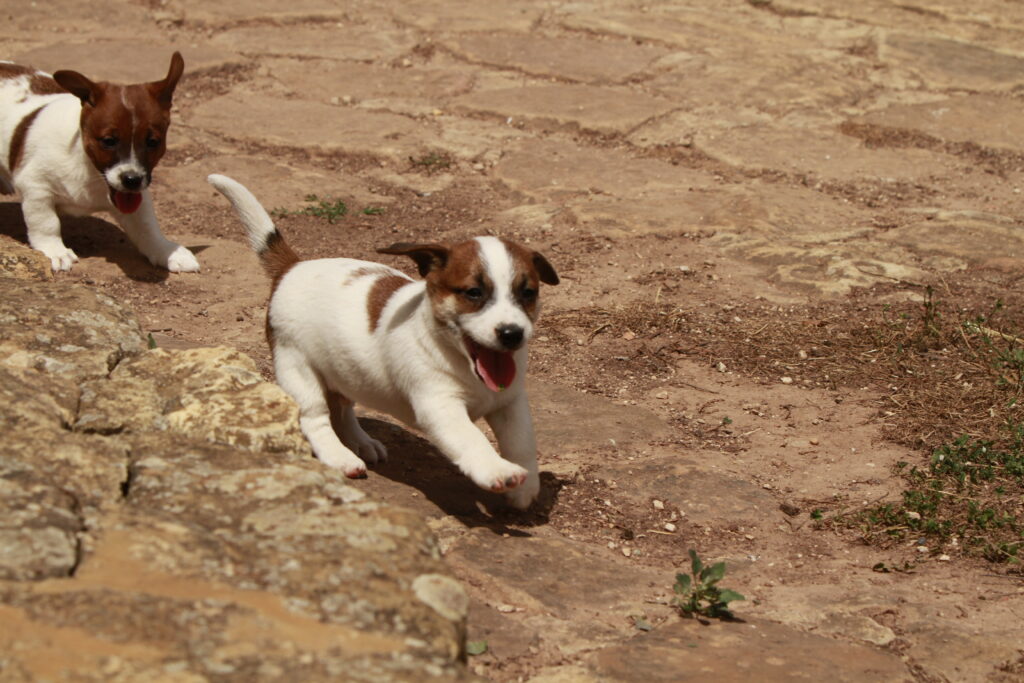 mordisco cachorro jack russell