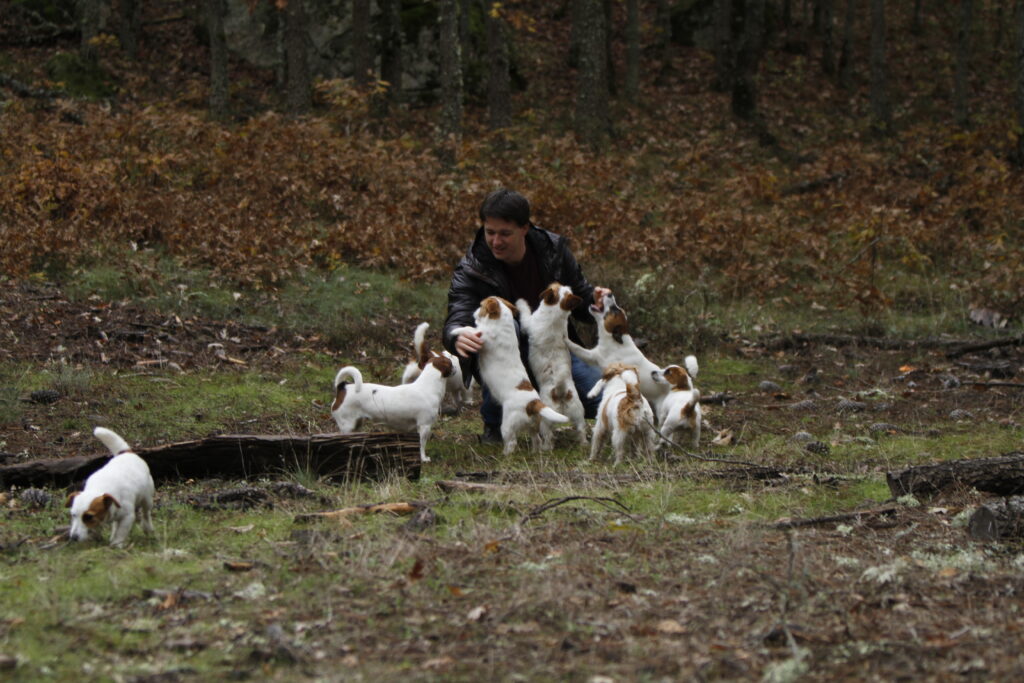 educar cachorro jack russell terrier