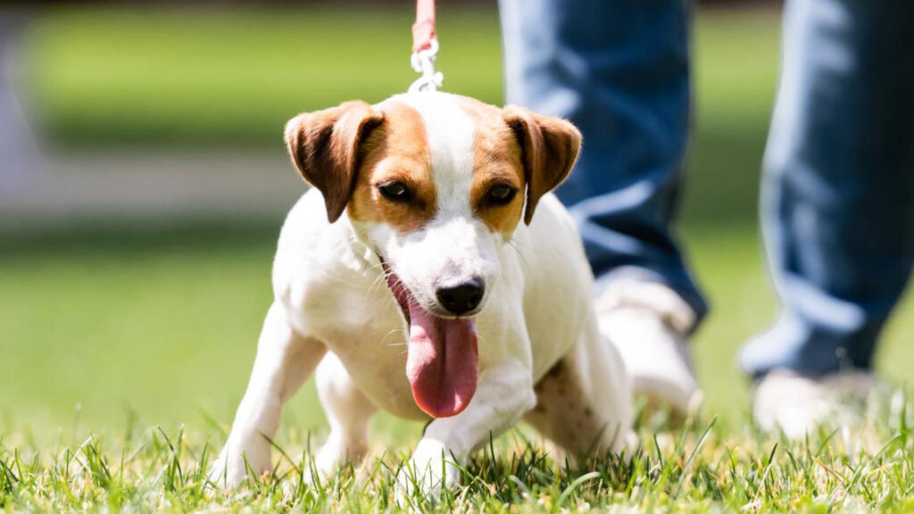 evitar que tu perro tire de la correa