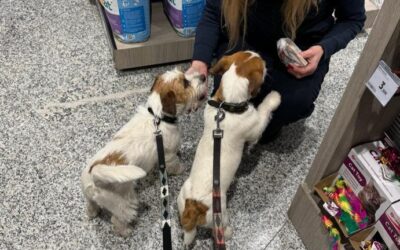 Mi perro se asusta con los ruidos