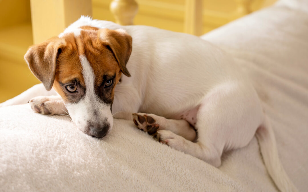 Enfermedades y vacunas: protegiendo la salud de mi perro