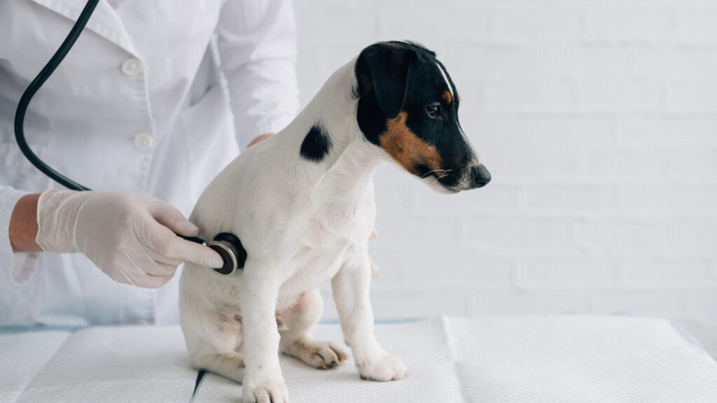 el parvovirus