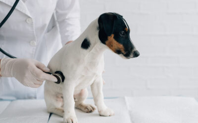 Parvovirus Canino: Concepto, Origen, Tipos, Propagación, Síntomas, Tratamiento y Prevención