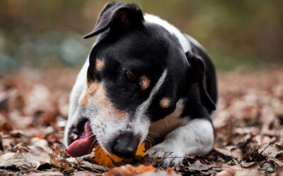 Los mejores juguetes rellenos de comida para perros