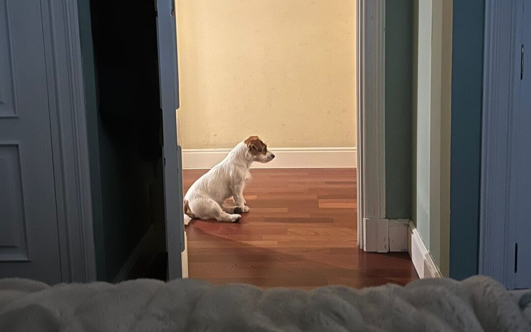 Guía para enseñar a tu perro a jugar al escondite
