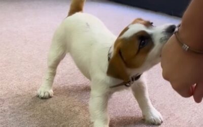 Juegos para cansar a tu perro en casa