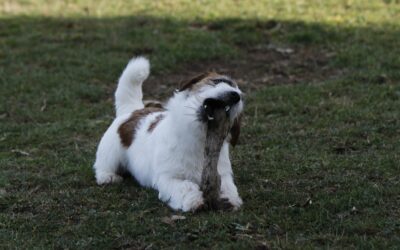 ¿Es peligroso que mi perro coma insectos?