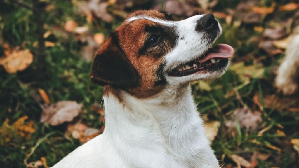 cómo aprenden los perros
