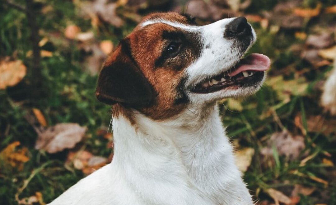 Cómo aprenden los perros