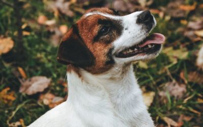 Cómo aprenden los perros
