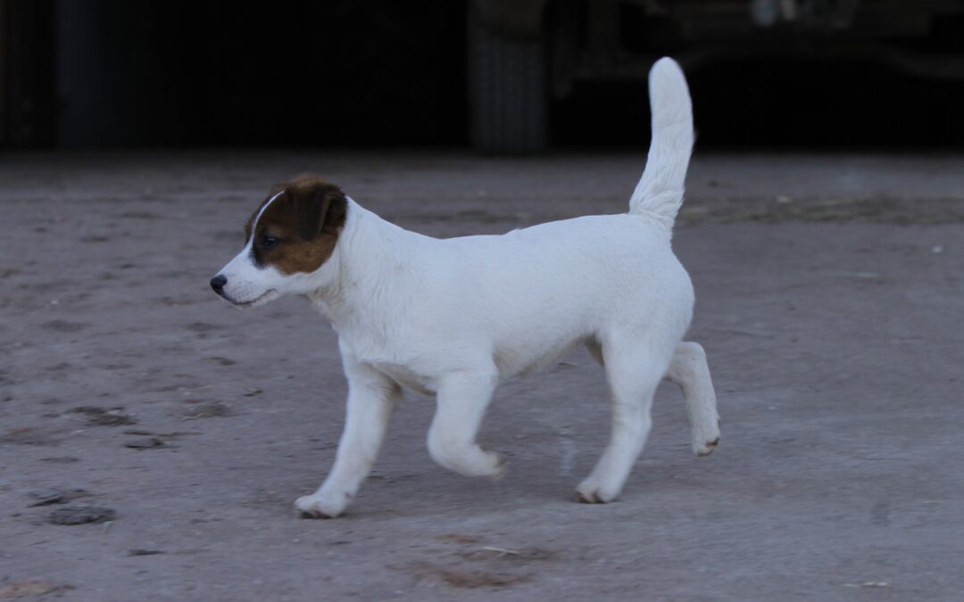 Qué me dice la cola de mi perro: lenguaje canino