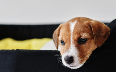 Por Qué Tiembla Mi Perro: Causas y Consejos para los Dueños Preocupados