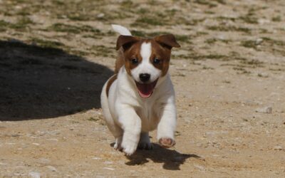 Controla el mordisco de tu perro: Educación y prevención