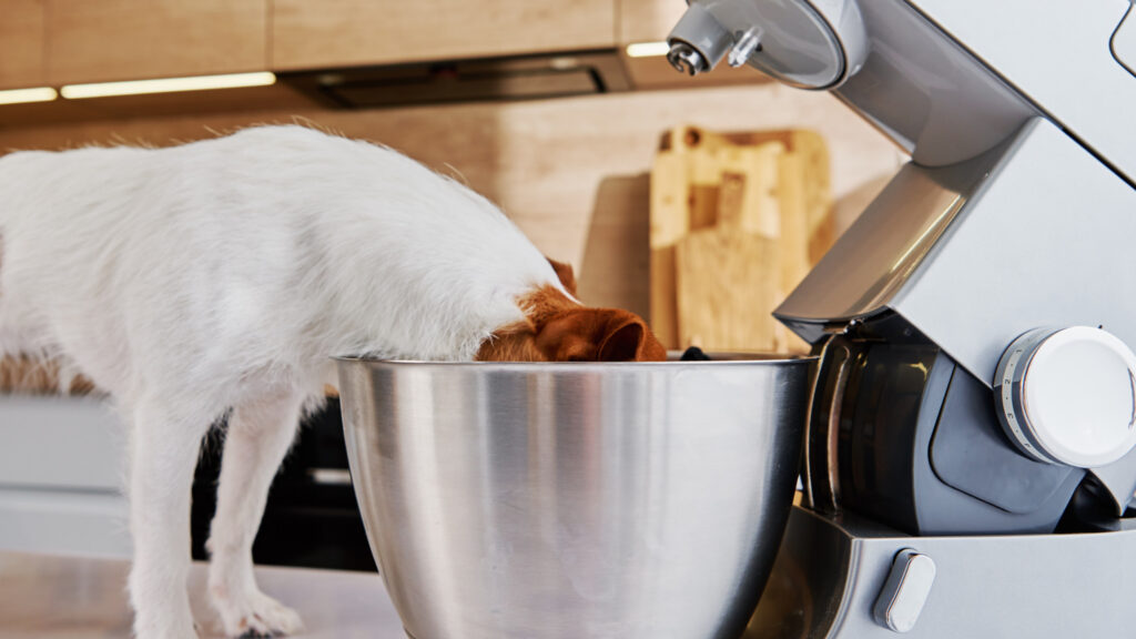 los perros pueden comer arroz