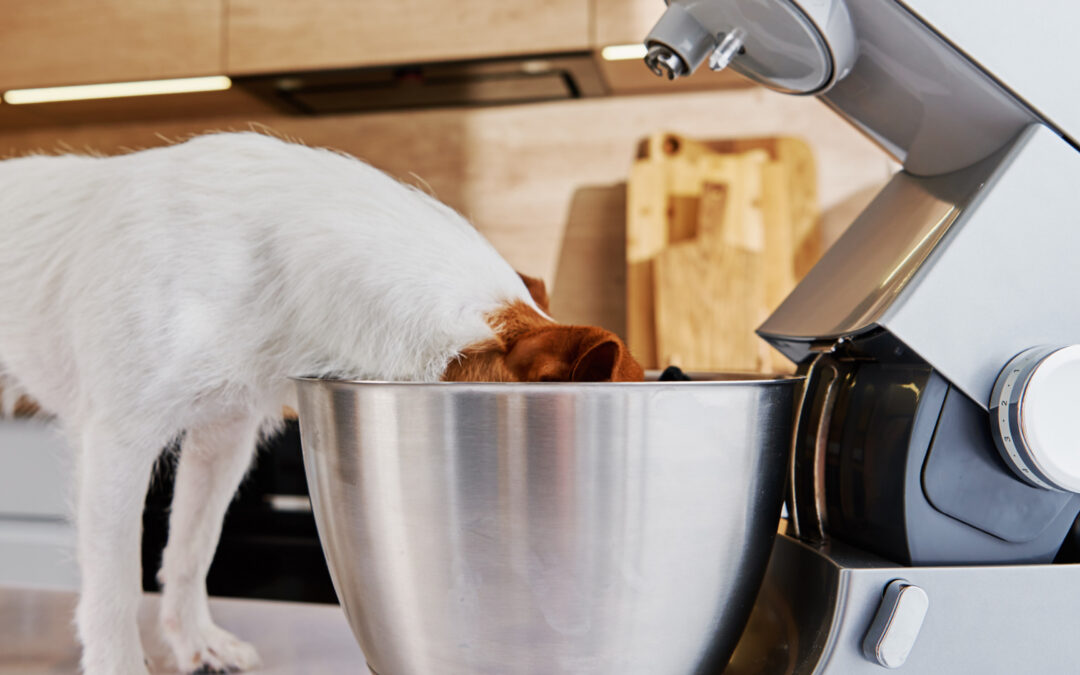 ¿Los perros pueden comer arroz?
