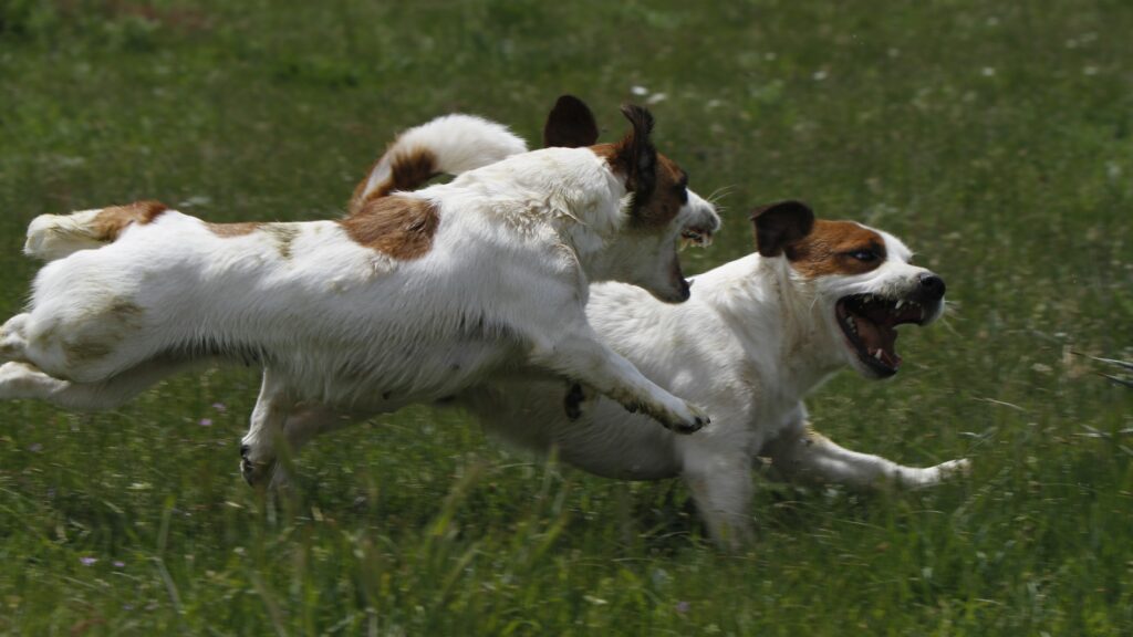 organiza deportes para tu perro