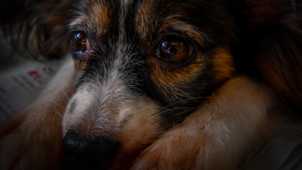 ¿tu perro tiene miedo a las tormentas?