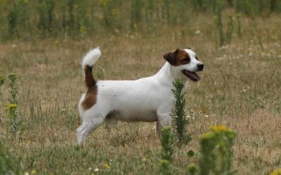 Mi perro tiene diarrea, ¿qué hago?