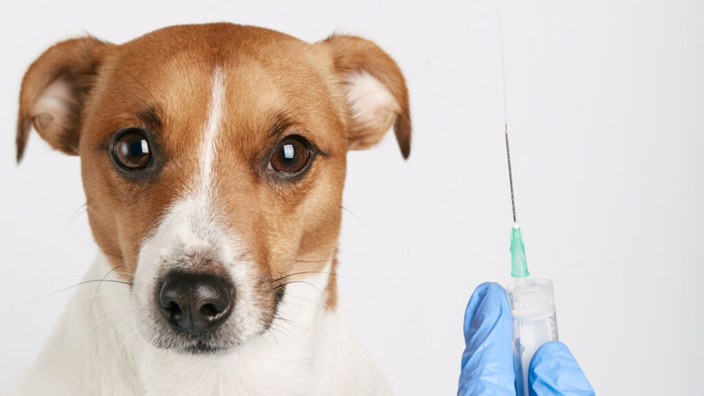 Guía de vacunación para tu cachorro
