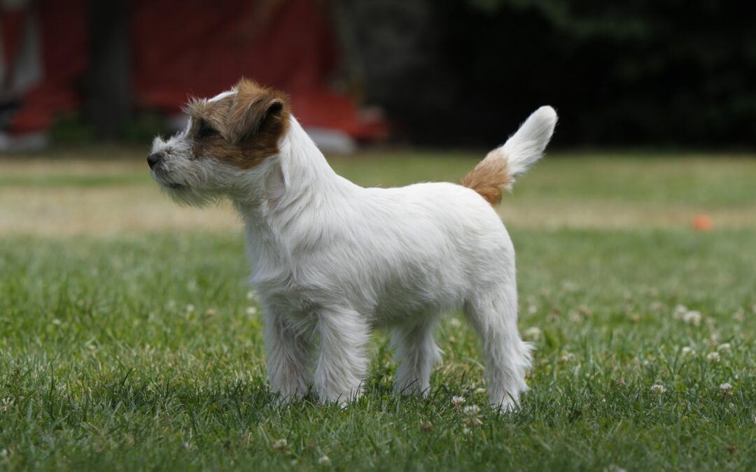 Historia del Jack Russell Terrier