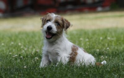 Patologías Hereditarias del Jack Russell Terrier