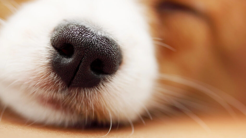 el olfato canino y su potencial