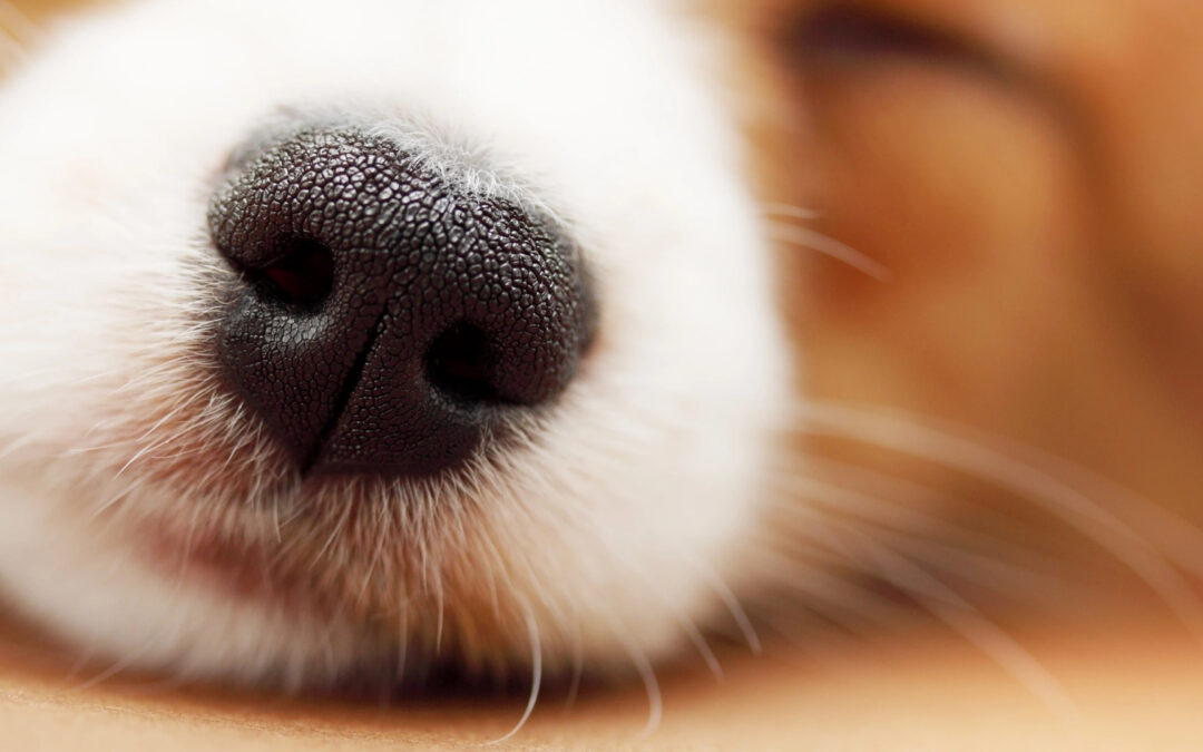 El olfato canino y su potencial en la salud humana