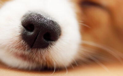 El olfato canino y su potencial en la salud humana