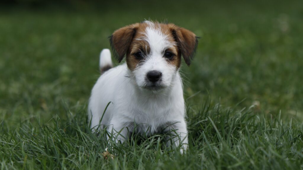 consejos para cuidar un cachorro
