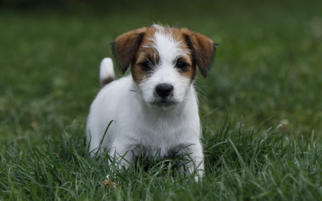 CONSEJOS PARA CUIDAR UN CACHORRO