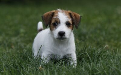 CONSEJOS PARA CUIDAR UN CACHORRO