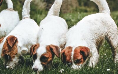 CÓMO PIENSAN LOS PERROS: UNA SERIE DE DESCUBRIMIENTOS SORPRENDENTES QUE DEBES CONOCER