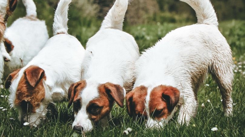 CÓMO PIENSAN LOS PERROS