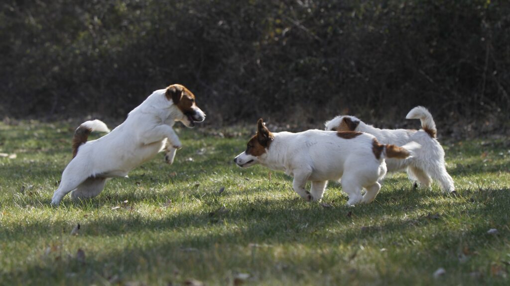 Ácaros en Perros: Síntomas, Tratamiento y Contagio