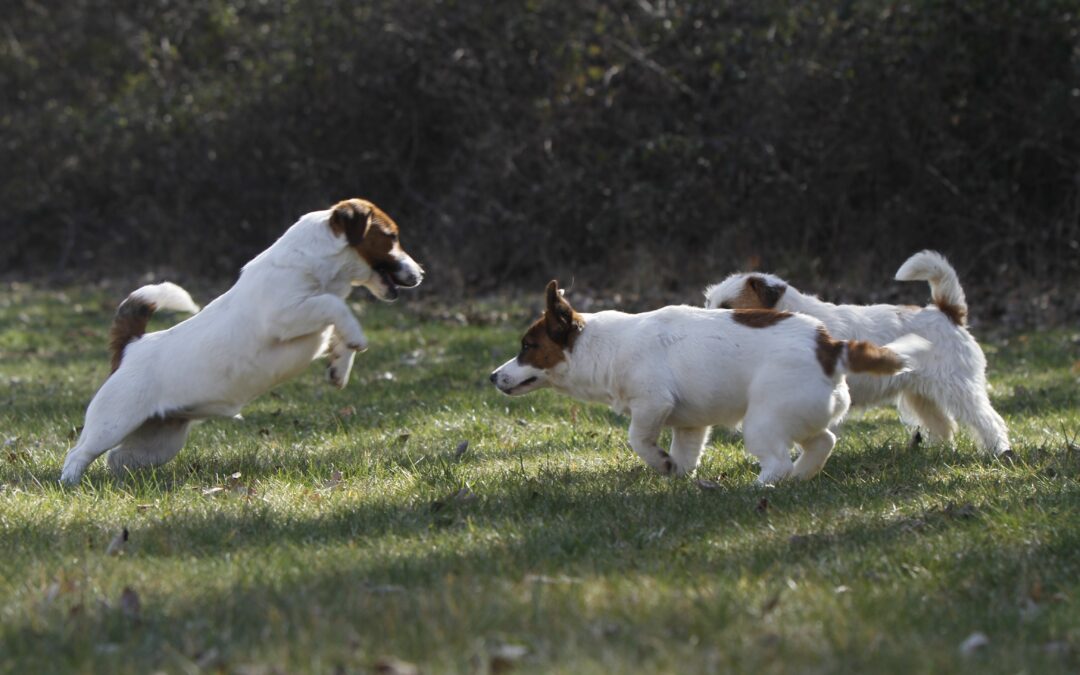 Ácaros en Perros: Síntomas, Tratamiento y Contagio