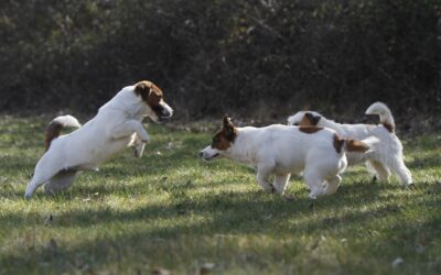 Ácaros en Perros: Síntomas, Tratamiento y Contagio