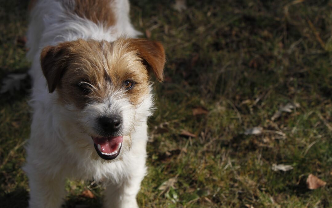 Cómo enseño a mi perro a buscar trufas: Secretos para Entrenarlos y Cuidarlos