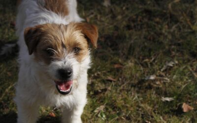 Cómo enseño a mi perro a buscar trufas: Secretos para Entrenarlos y Cuidarlos