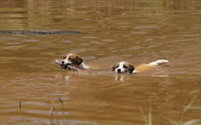 ¿Los perros saben nadar?