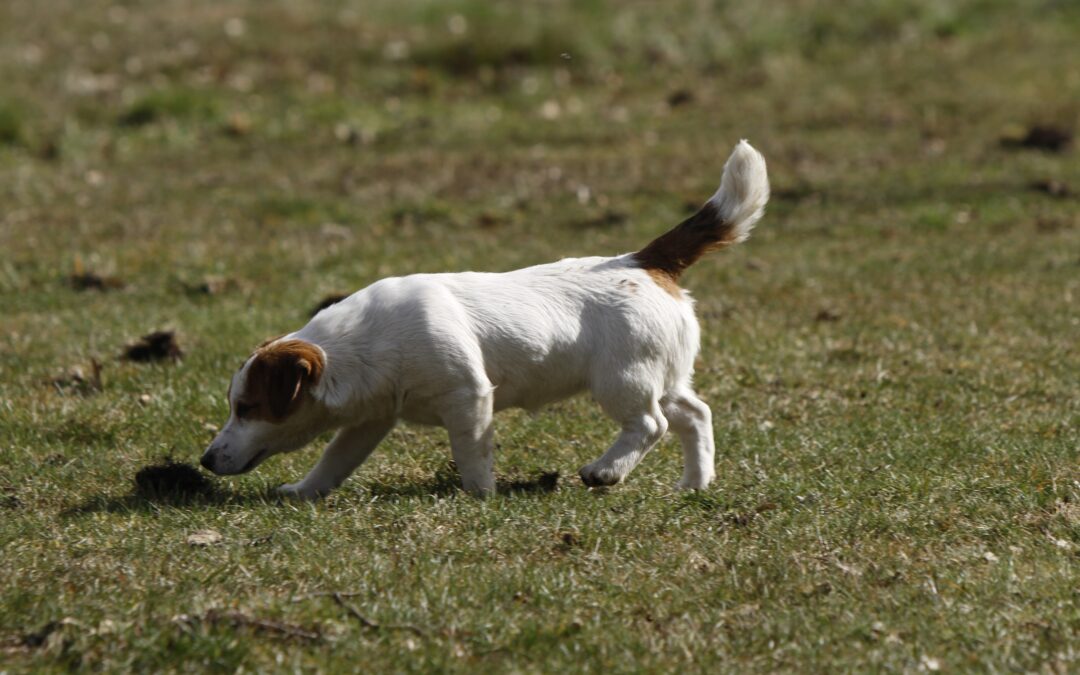 ¿Por qué mi perro come caca? Causas y Qué Hacer
