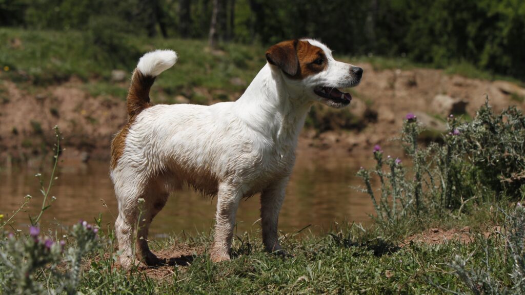 Cómo refrescar a mi perro en verano