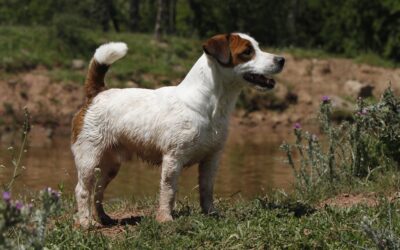 Cómo refrescar a mi perro en verano
